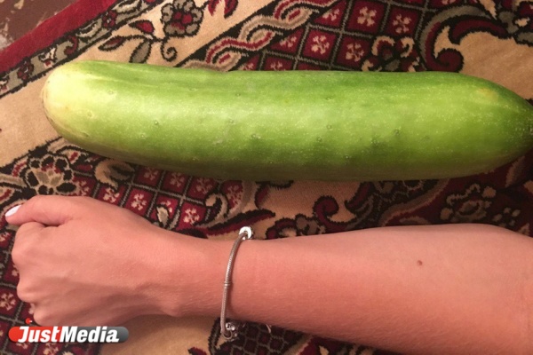 «Чернобыльский урожай». Свердловчанка вырастила в саду гигантские огурцы размером с кабачки. ФОТО