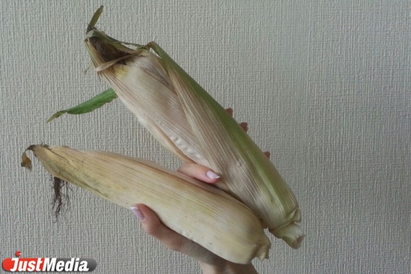 Такого не припомнят со времен Хрущева. Уральские овощеводы раскрывают секреты аномальных урожаев на Урале