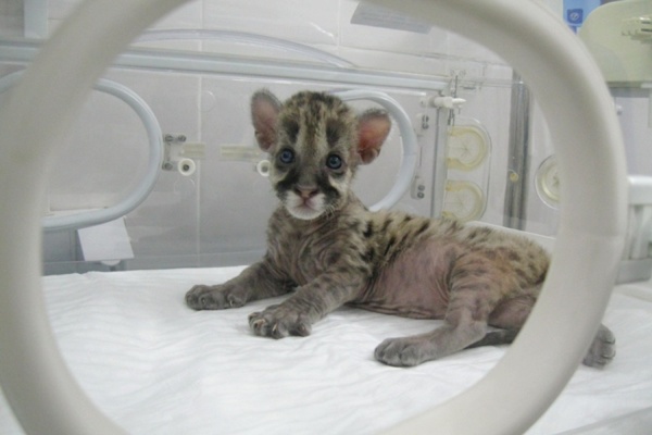В Екатеринбургском зоопарке малыша пумы выхаживали с помощью кювеза