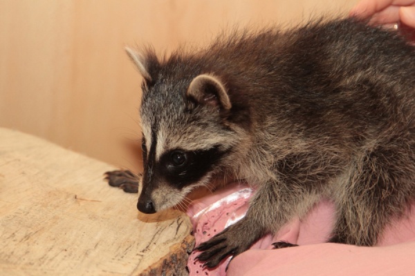В Екатеринбургском зоопарке выбирают имя для малыша-енота