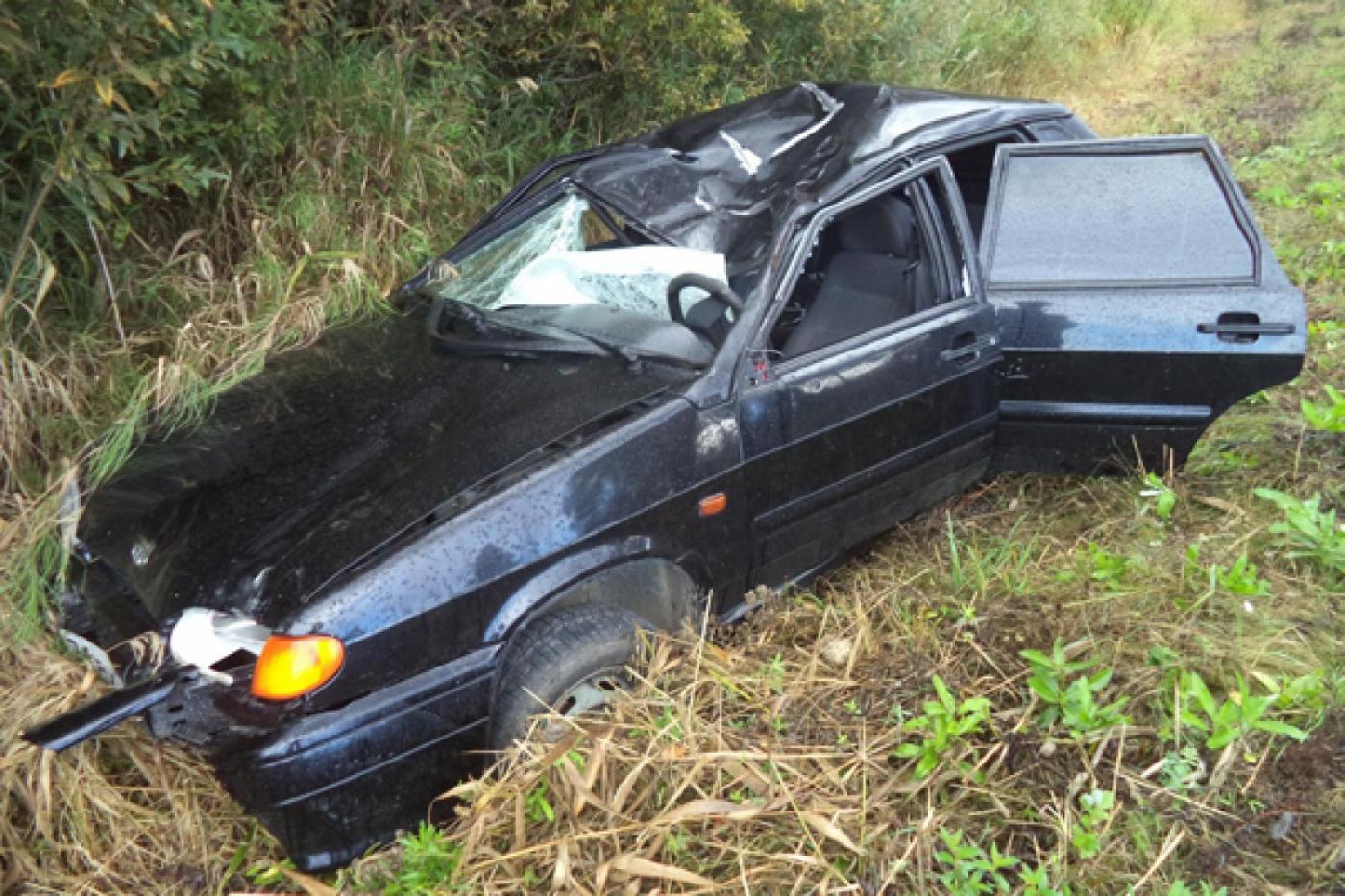 Лоси выходят на дорогу! ГИБДД просит водителей быть бдительными - Фото 1