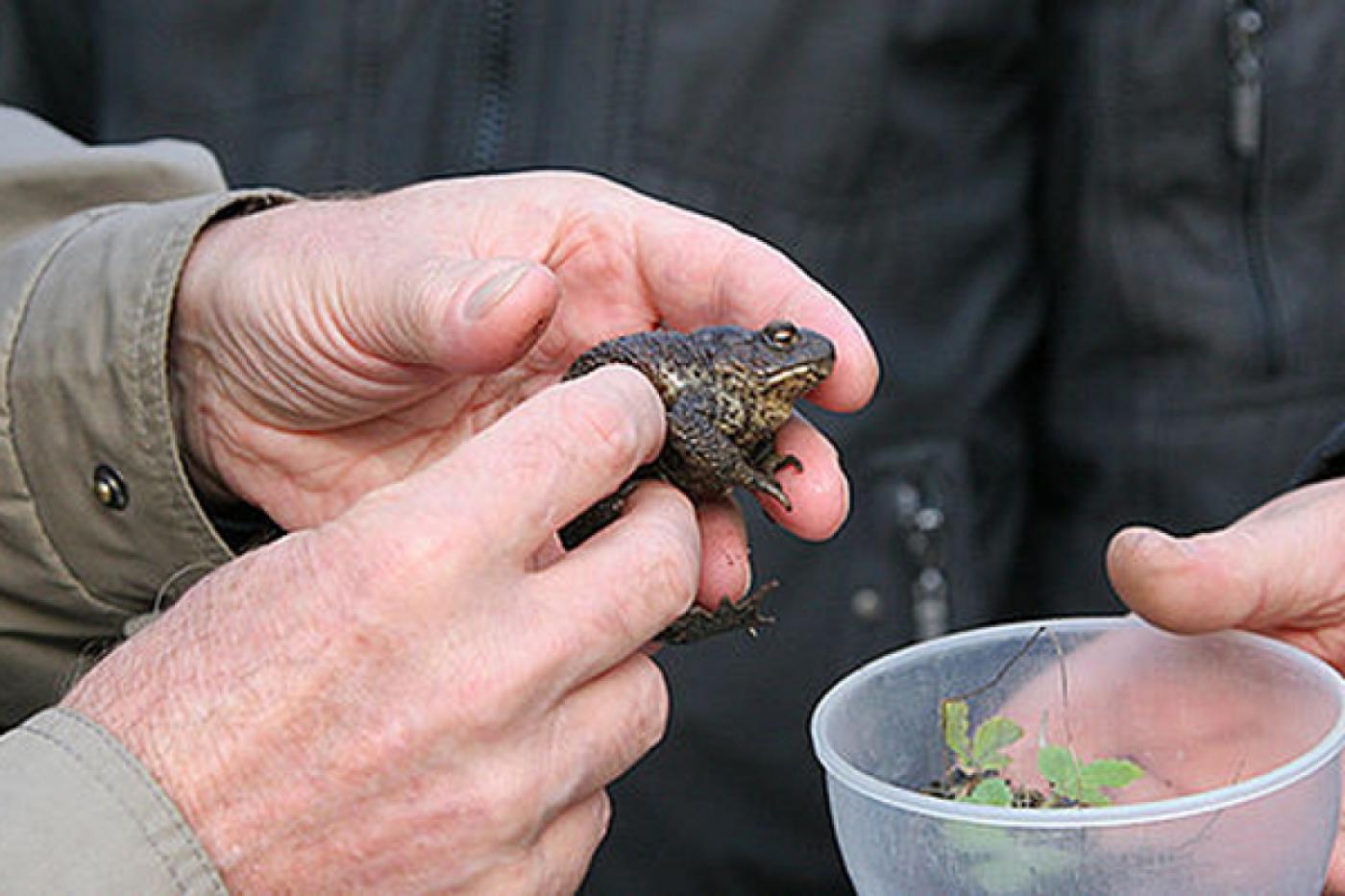 Герпетологи из семи стран мира посетили гигантскую ловушку для амфибий под Екатеринбургом - Фото 1