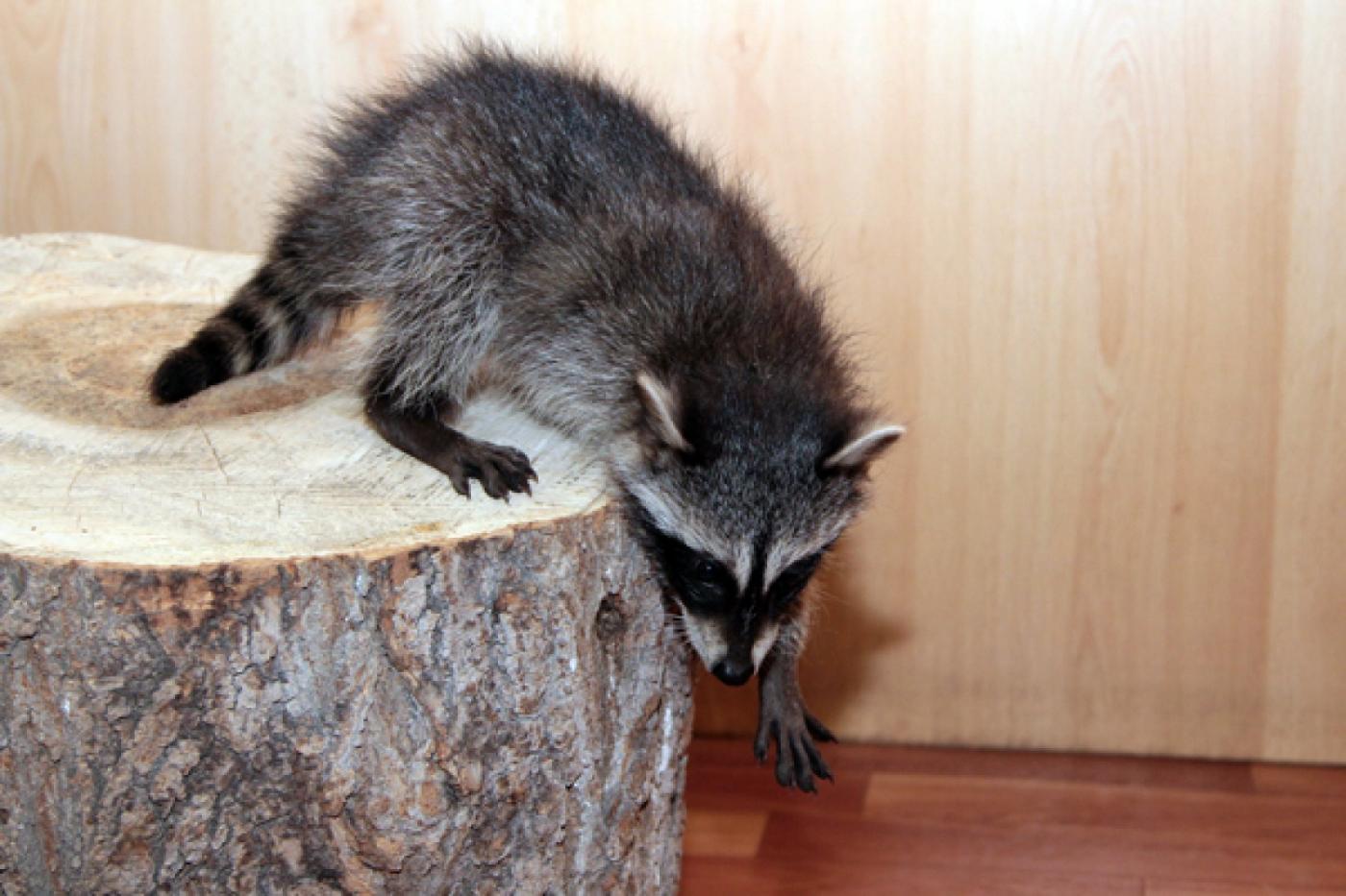 В зоопарке будет Дзен. Крошке-еноту выбрали имя - Фото 1