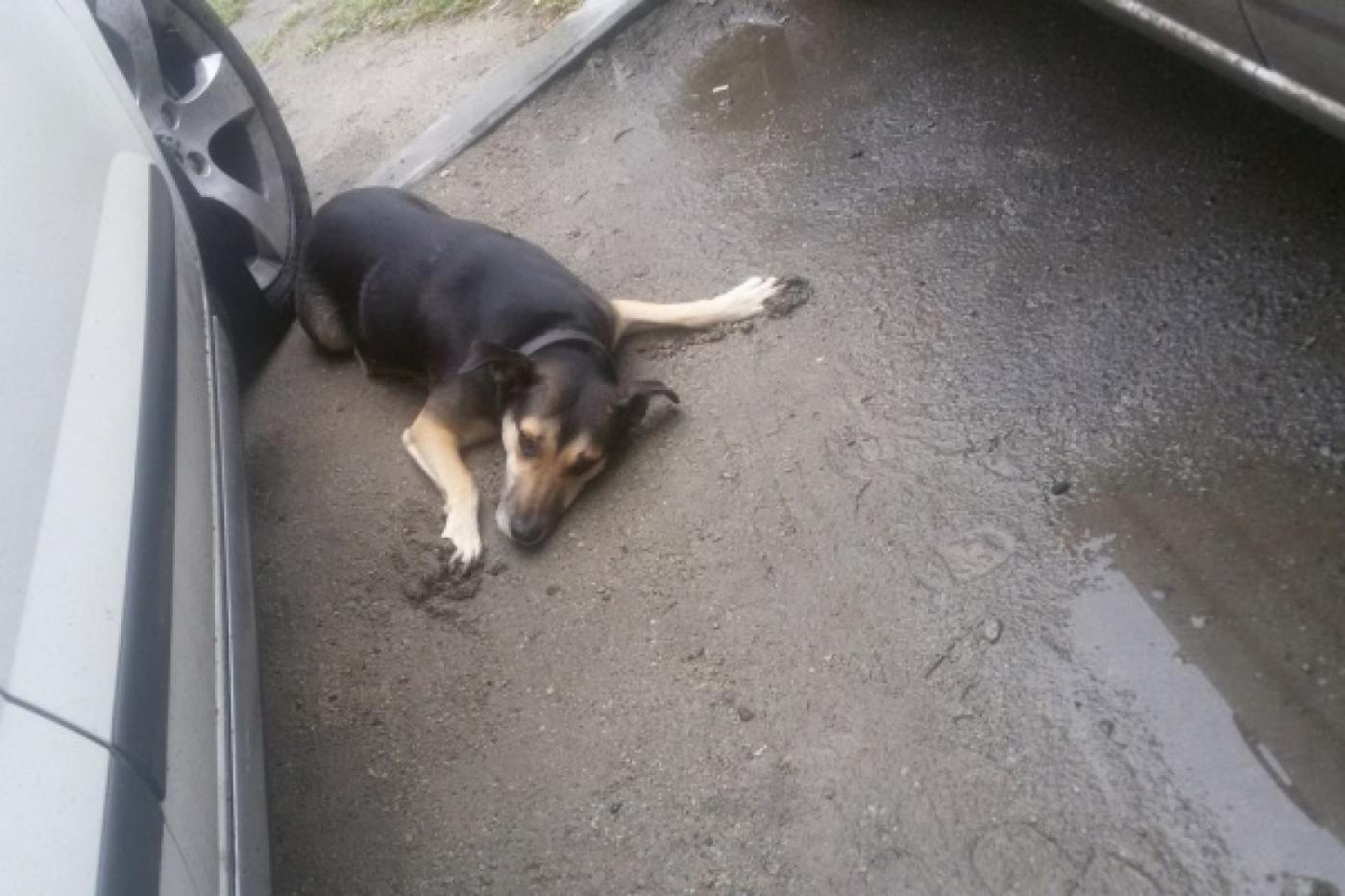 Жители Уралмаша добились возвращения пса Кузи, отловленного «Спецавтобазой» - Фото 1