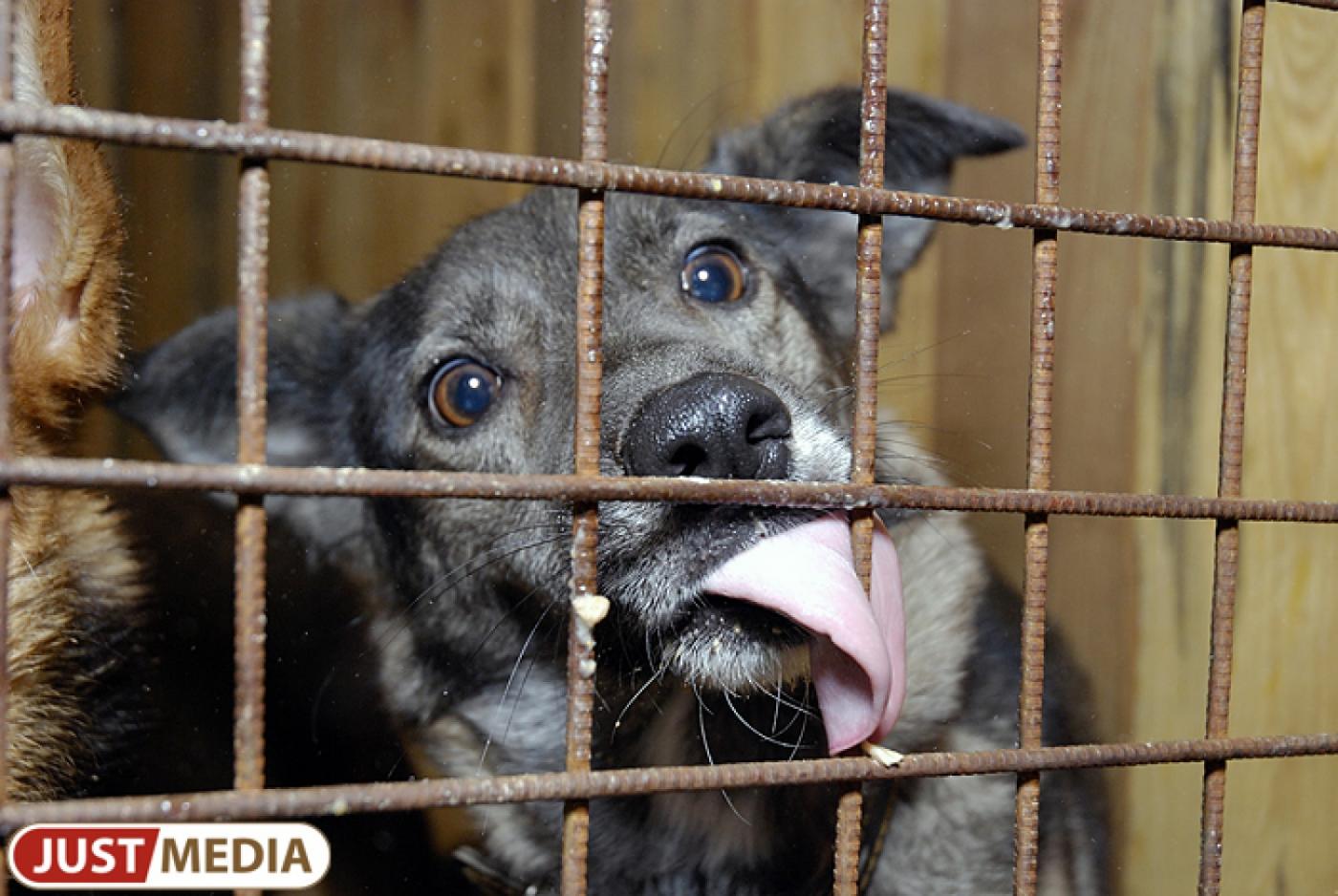 Прокуратура начала проверку «Спецавтобазы». Повод — нападение бродячей собаки на маленького ребенка - Фото 1