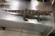 В Кольцово арестовали двух… крокодилов
