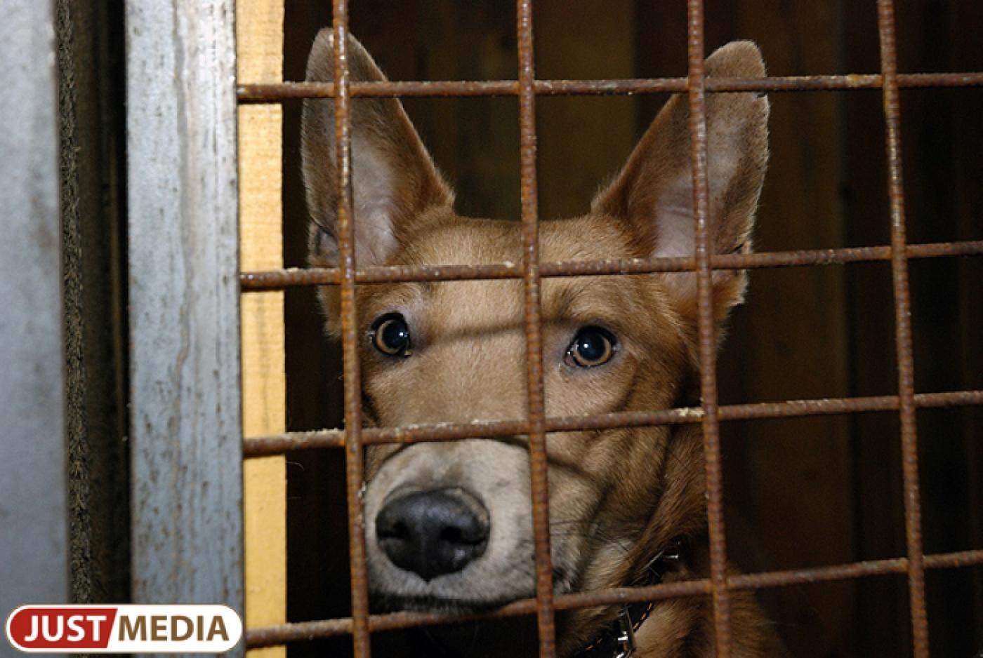 На «Спецавтобазе» начинаются дни открытых дверей: екатеринбуржцы могут выбрать себе собаку - Фото 1