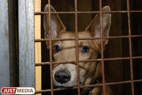 На «Спецавтобазе» начинаются дни открытых дверей: екатеринбуржцы могут выбрать себе собаку