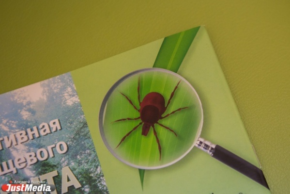 От укусов клещей пострадали уже 357 свердловчан - Фото 1