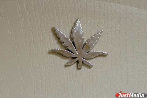 Житель Лесного задержан за выращивание конопли - Фото 1