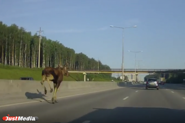 «Автодория» на Россельбане спасла лося от ДТП. ВИДЕО - Фото 1