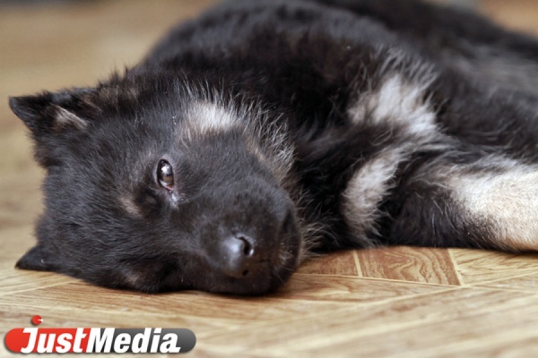 Жительница Екатеринбурга оплатила операцию чужой собаке, которой переехали лапы - Фото 1