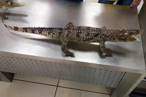 В Кольцово арестовали двух… крокодилов - Фото 1