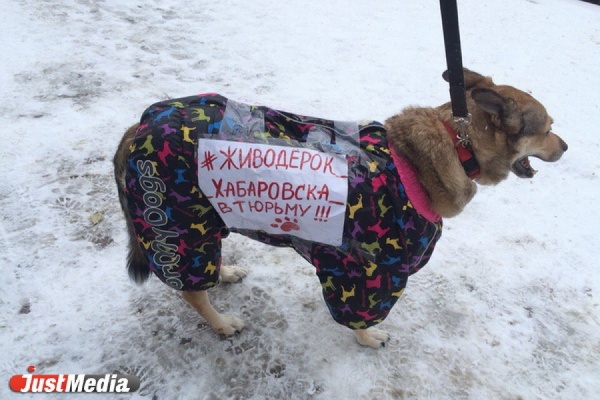 «Я бы всех вас убил». «Психически нездоровый мужчина» попытался сорвать пикет против живодерства