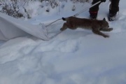 В Серове застрявшую на дереве рысь выпустили на свободу