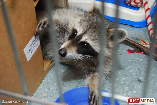 Медведи, еноты и барсуки соорудили соломенную постель и улеглись спать до весны