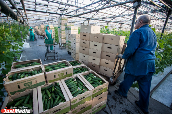 «Если не дадим денег, это будет выглядеть как неуважение к инвесторам». Депутаты требуют увеличить расходы на строительство тепличного комплекса в регионе
