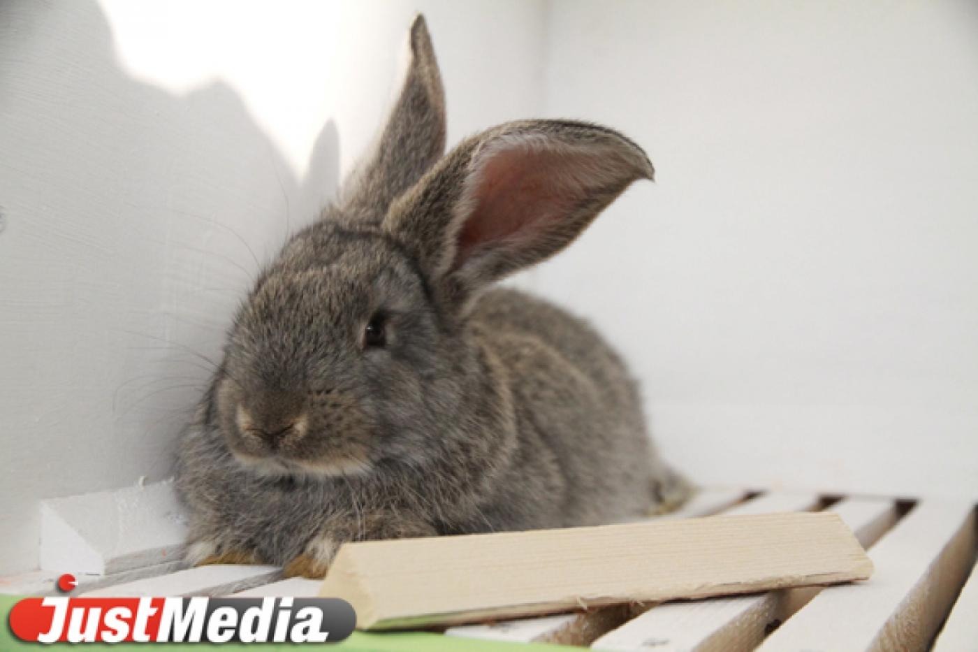 Прокуратура выявила серьезные нарушения в трех свердловских зоопарках - Фото 1