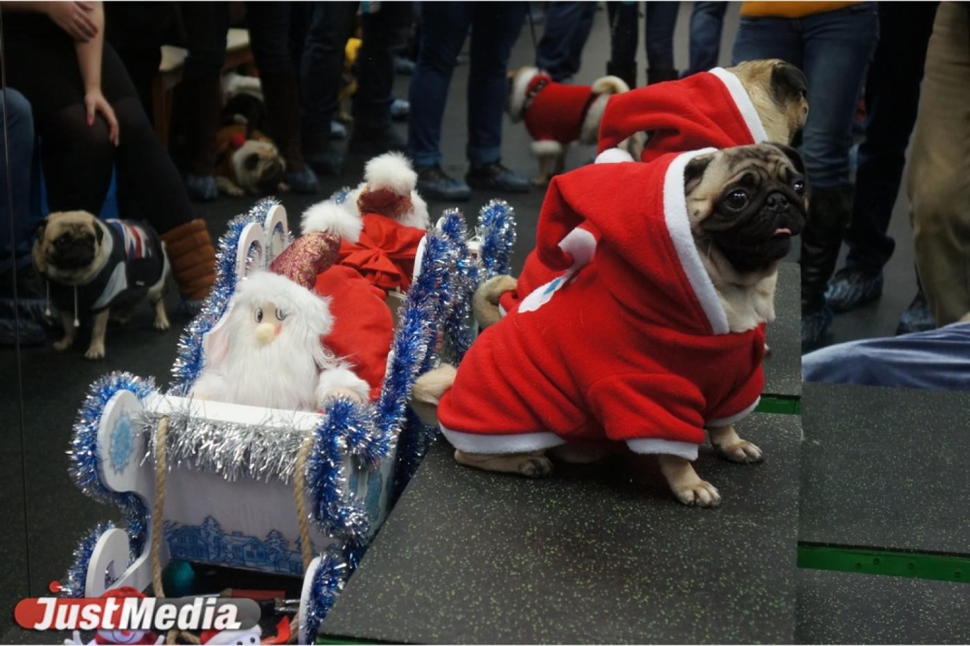 Хозяева нарядили своих мопсов в снежинок, оленей и рок-звезд. ФОТО - Фото 1