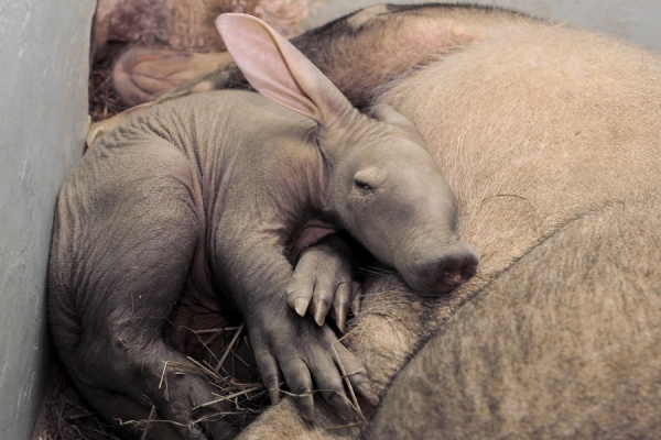В Екатеринбургском зоопарке родился земляной поросенок
