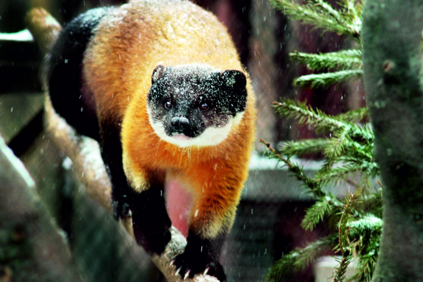 Харза, макак или древолаз. В Екатеринбургском зоопарке выбирают самую красивую обитательницу. ФОТО - Фото 1