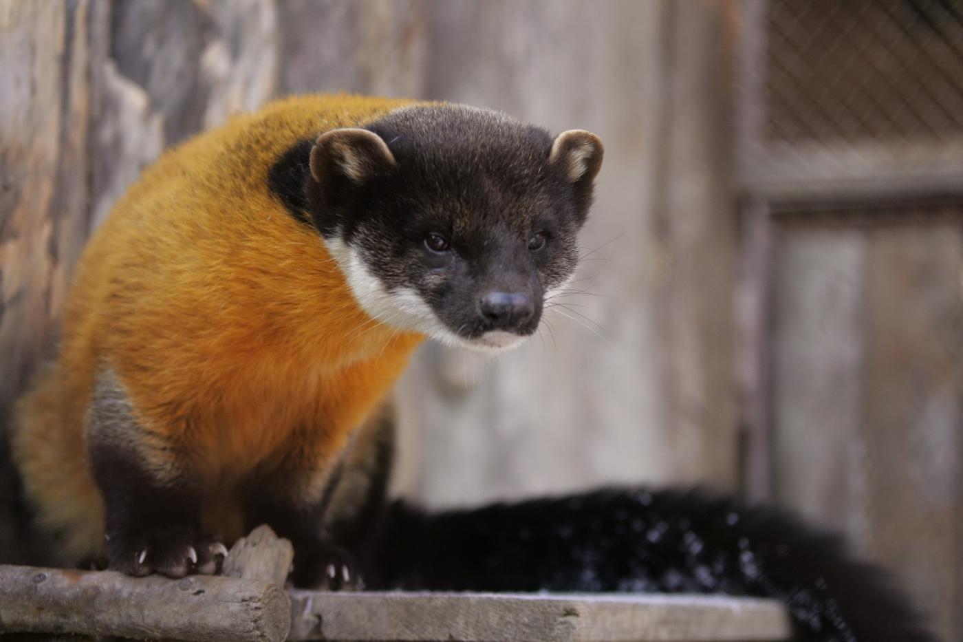 Главной красавицей Екатеринбургского зоопарка стала харза Герда - Фото 1