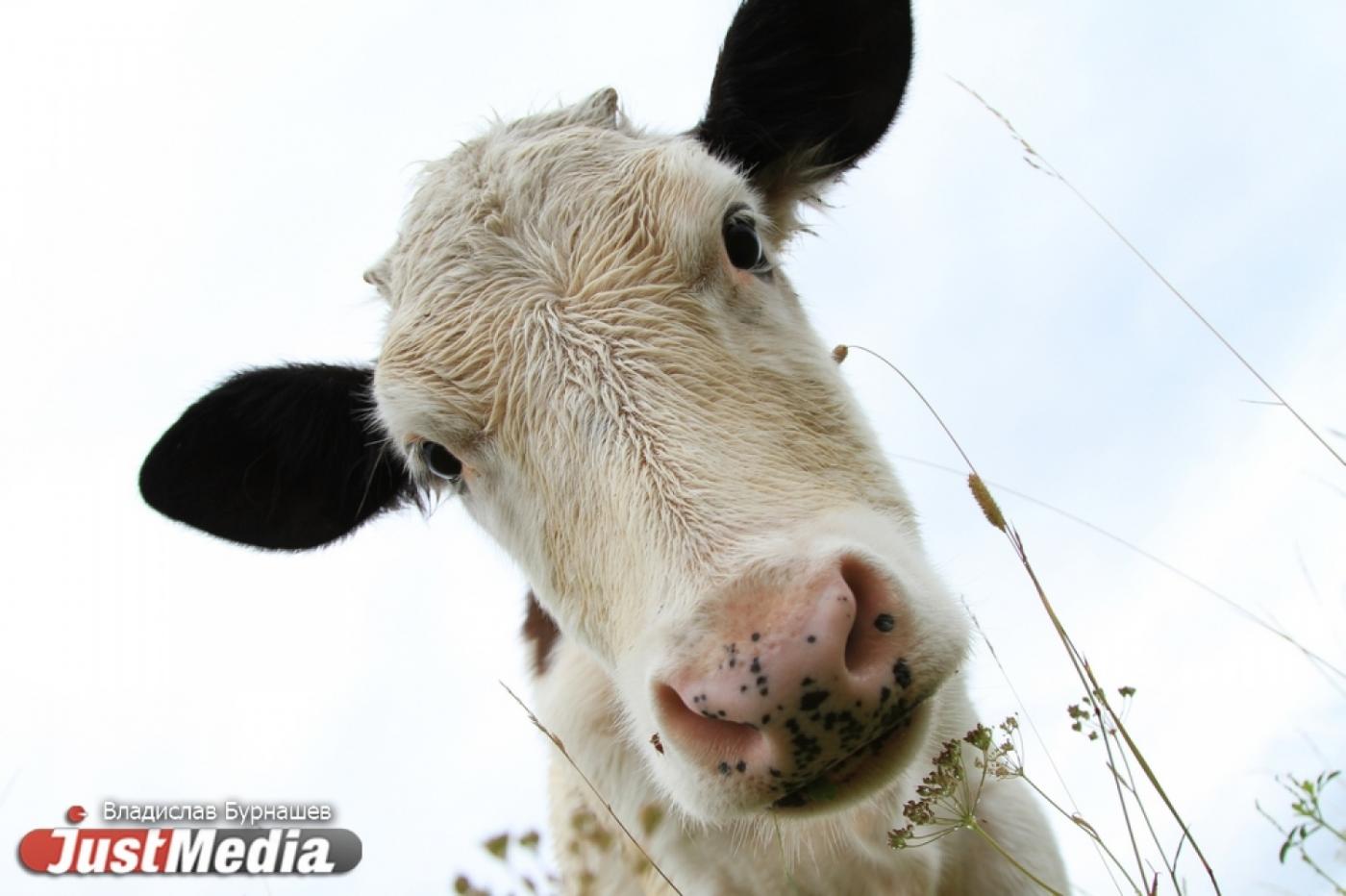 На Среднем Урале надоили рекордное количество молока - Фото 1