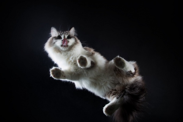 В Екатеринбурге объявили кастинг среди кошек с фотогеничными «ладошками» - Фото 1