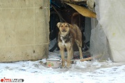 В екатеринбургском пункте временного содержания бездомных животных пройдет день открытых дверей