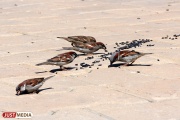 «Это для них смерть»: орнитологи просят свердловчан не кормить птиц ржаным хлебом, старыми крупами и солеными семечками