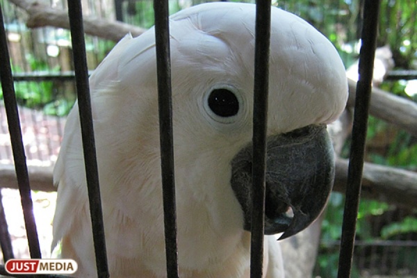 В Нижнем Тагиле бомж украл из зоомагазина две клетки с попугаями - Фото 1
