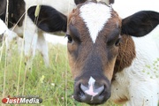 Уральские коровы стали давать больше молока, а куры – нести больше яиц