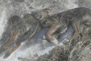 В Екатеринбурге обнаружена очередная свалка из трупов собак. ФОТО 18+
