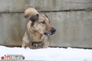 Зоозащитники бьют тревогу: в Екатеринбурге эпидемия чумы среди собак