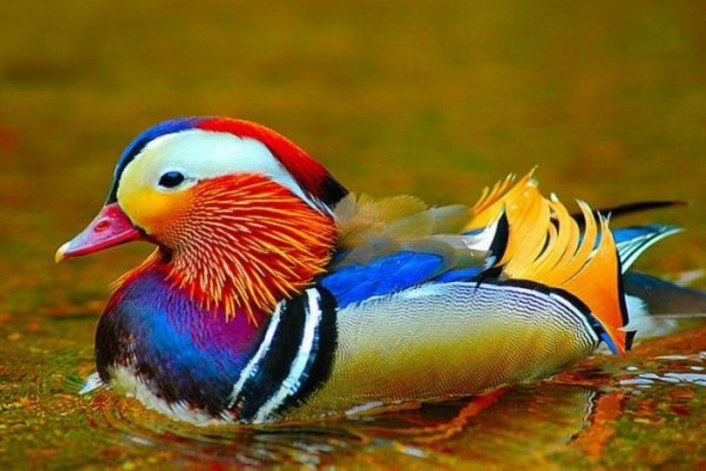 В Екатеринбурге продавали утку-мандаринку, занесенную в Красную книгу - Фото 1