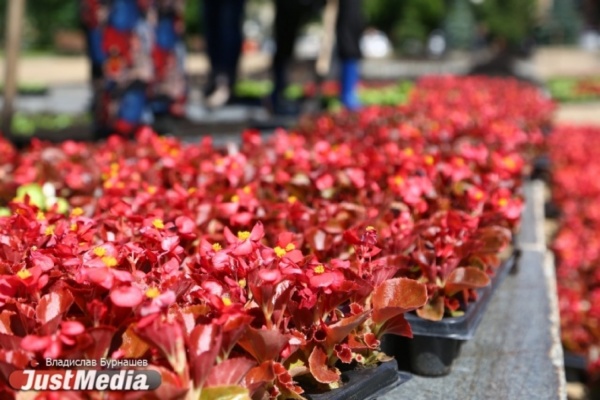 Центральную часть Екатеринбурга засадили бегонией. ФОТО