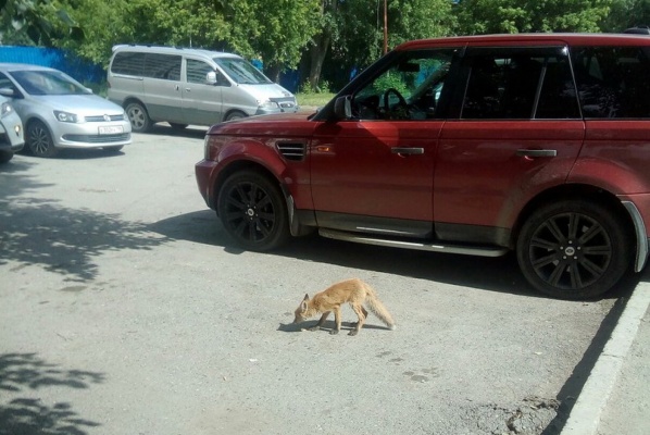 Лисенка, гулявшего по Пионерскому району, поймали полицейские