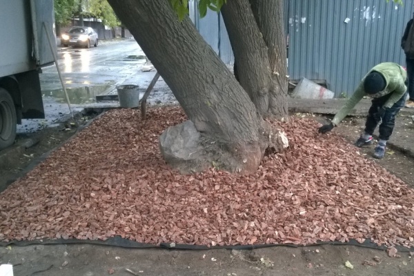 «Наша задача научить стелить газоны, а не менять их во всем городе». В центре Екатеринбурга еще один газон от предпринимателя Окунева 