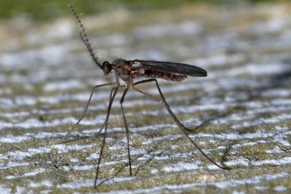 Голландские комары сразятся за уральский урожай - Фото 1
