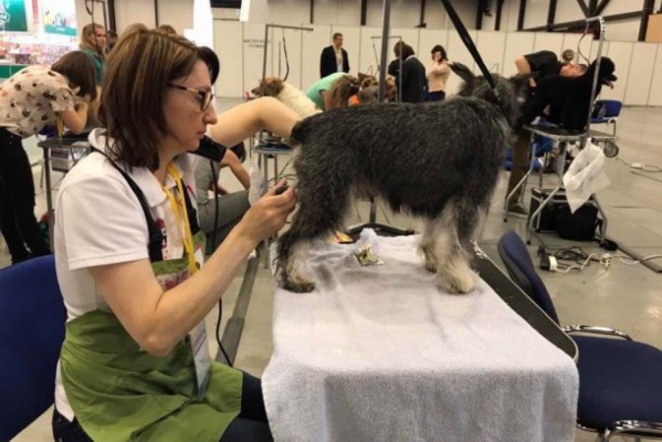 Собачий «парикмахер» из Первоуральска победила на международном конкурсе - Фото 1