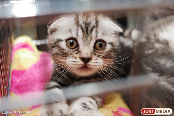 Жительница Екатеринбурга отсудила 14 тысяч рублей за котенка - Фото 1