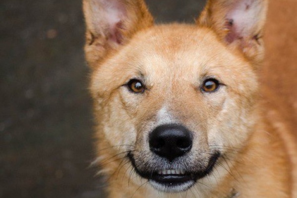 «Лютик попал в ПКС после того, как бывший хозяин чуть не зашиб его лопатой». Добрый и энергичный рыжий пес ищет семью