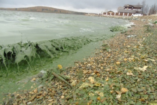 Местные жители начали жаловаться на мор рыбы в 2016 году