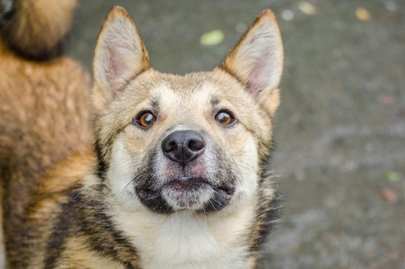 «Любит гулять и целоваться». Метис лайки через JUSTПУХ ищет любящих хозяев - Фото 1