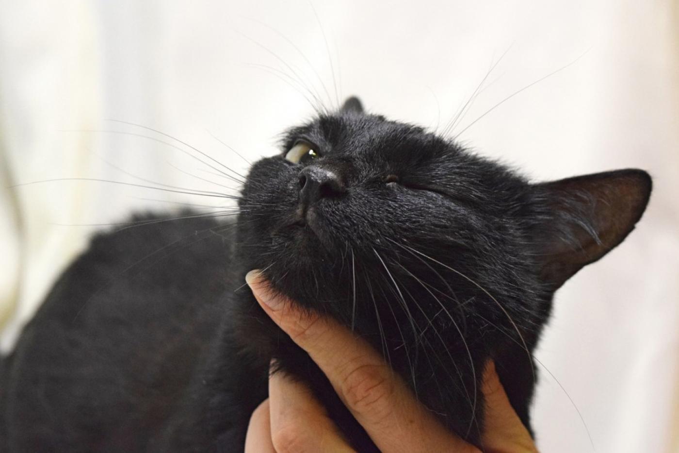 Выразительно мурлыкающий кот с белым бантиком на груди ищет новый дом через JUSTПУХ - Фото 1