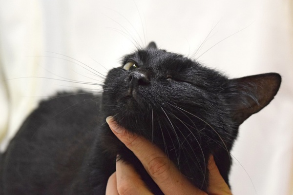 Выразительно мурлыкающий кот с белым бантиком на груди ищет новый дом через JUSTПУХ