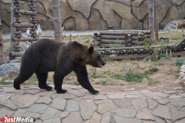 Областные чиновники передали в арамильский Парк сказов диких медвежат и лосиху - Фото 1