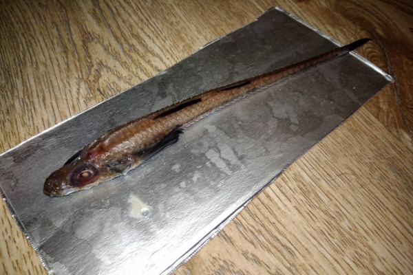 Екатеринбуржец обнаружил внутри свежемороженого кальмара неопознанную рыбу. ФОТО - Фото 1