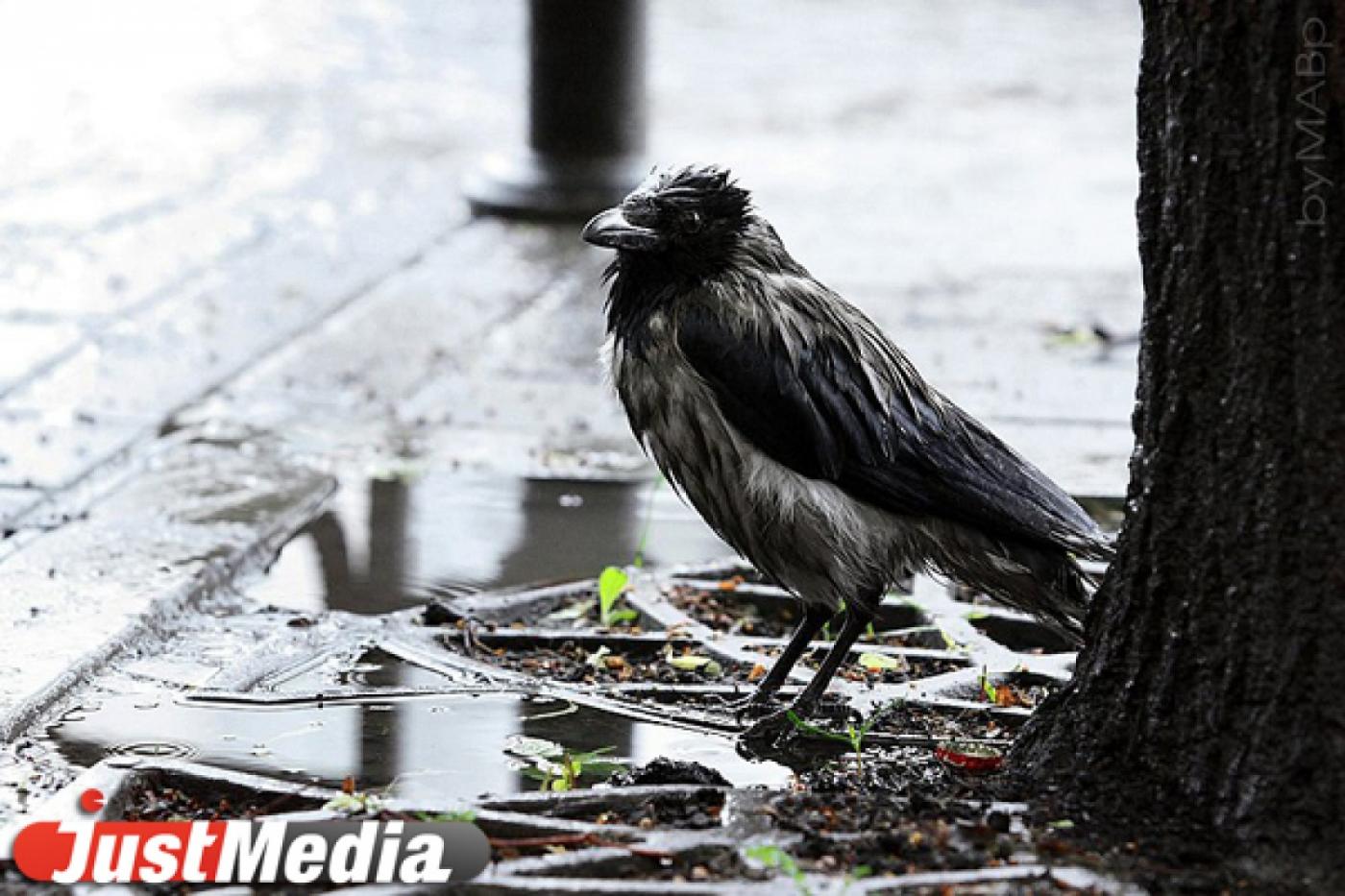 Екатеринбуржцы засняли ворону-футболиста. ВИДЕО - Фото 1