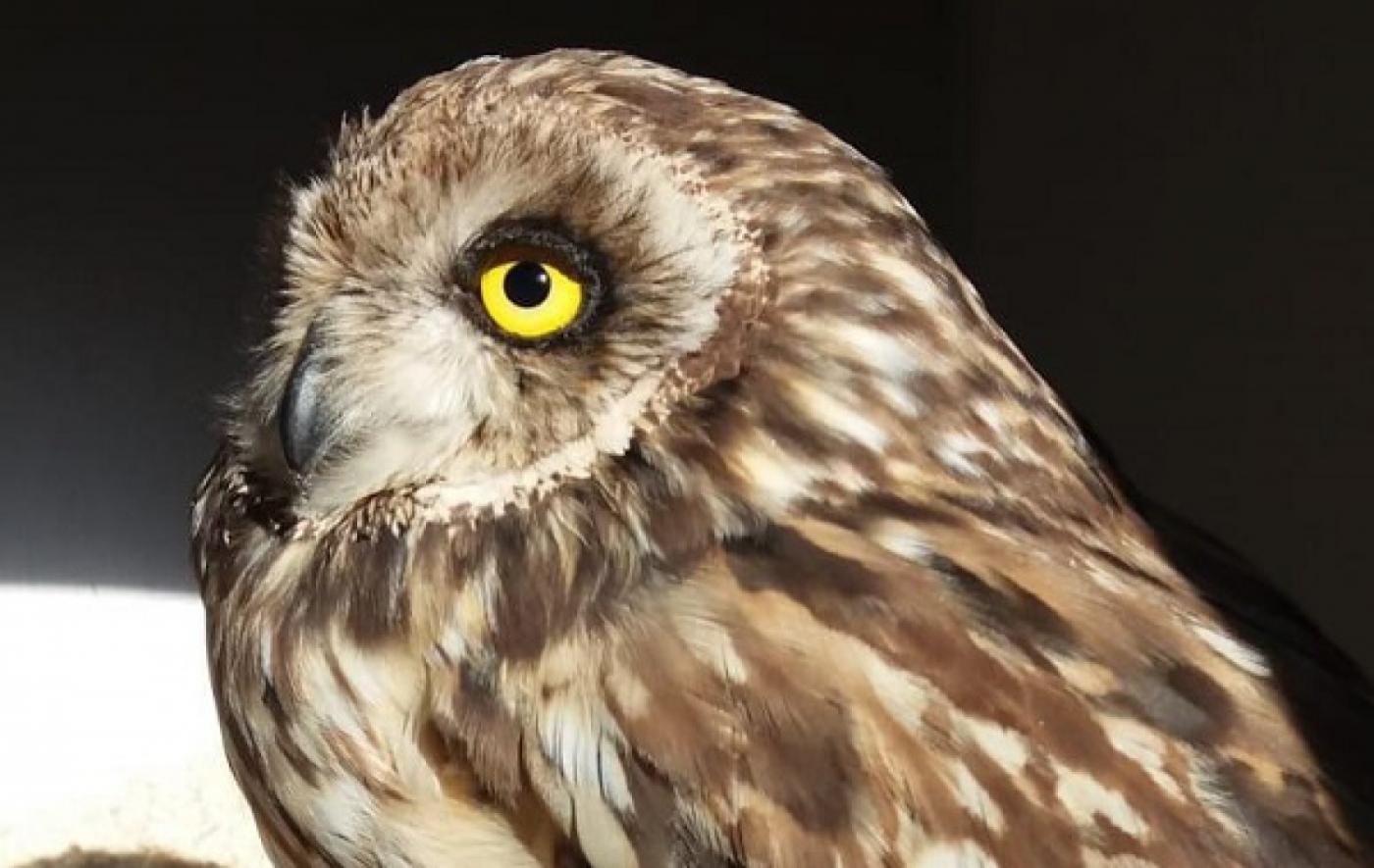 Жительница Екатеринбурга забрала из леса больную сову и теперь выхаживает ее - Фото 1